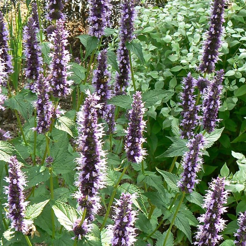 Agastache x 'Black Adder' Hyssop from Antheia Gardens