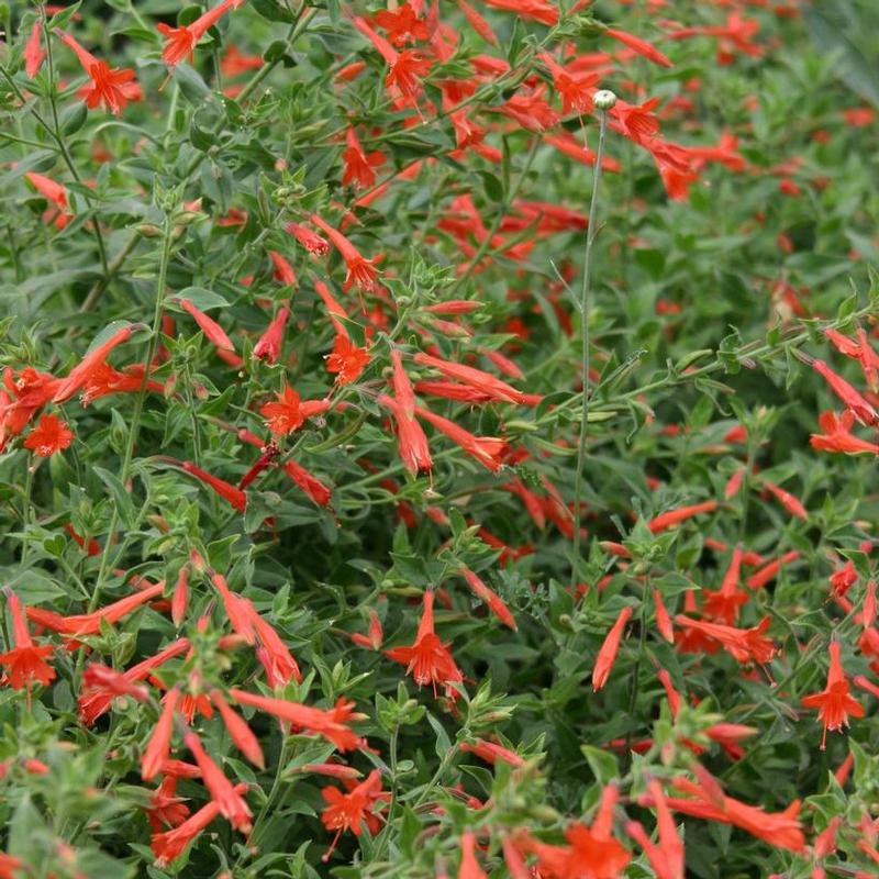 Zauschneria garrettii 'Orange Carpet' California Fuchsia from Antheia