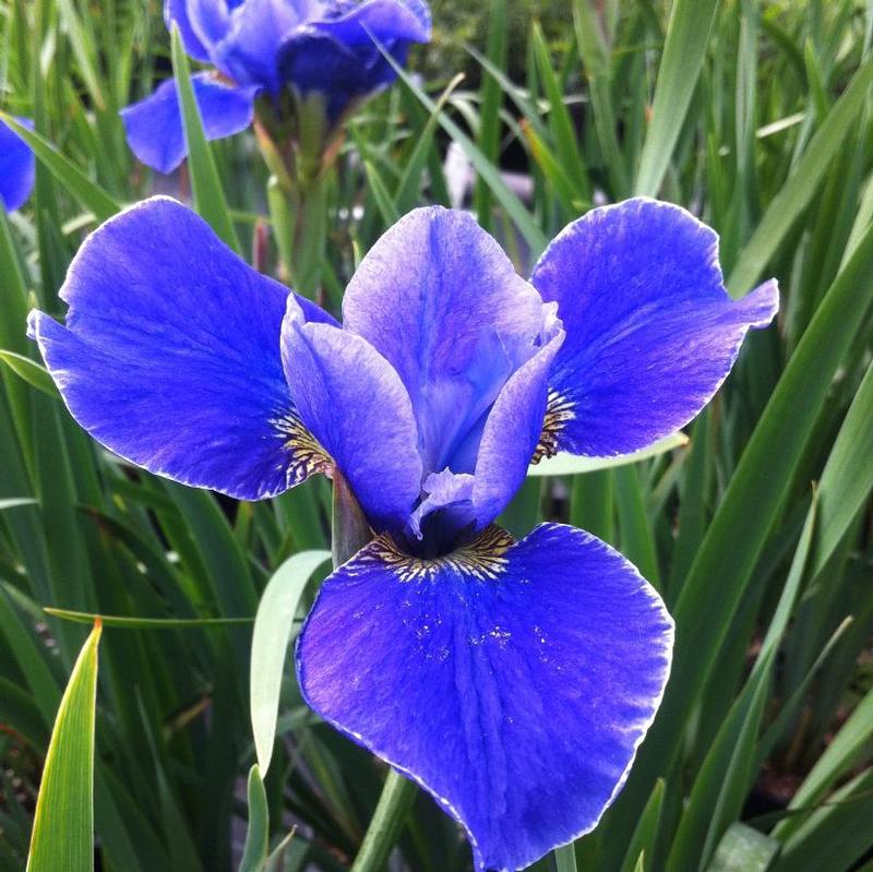 Iris sibirica 'Silver Edge' Siberian Iris from Antheia Gardens