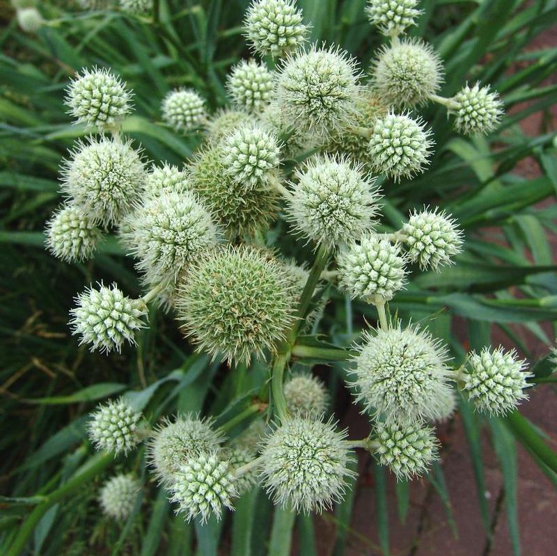 Eryngium yuccifolium Rattlesnake Master from Antheia Gardens