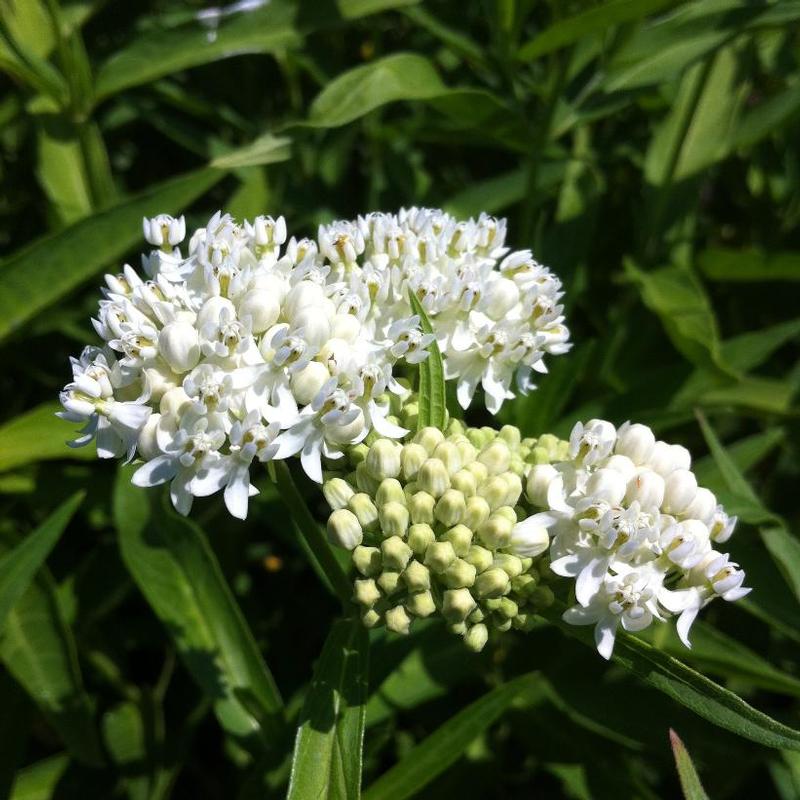 Asclepias incarnata 'Ice Ballet' Milkweed from Antheia Gardens