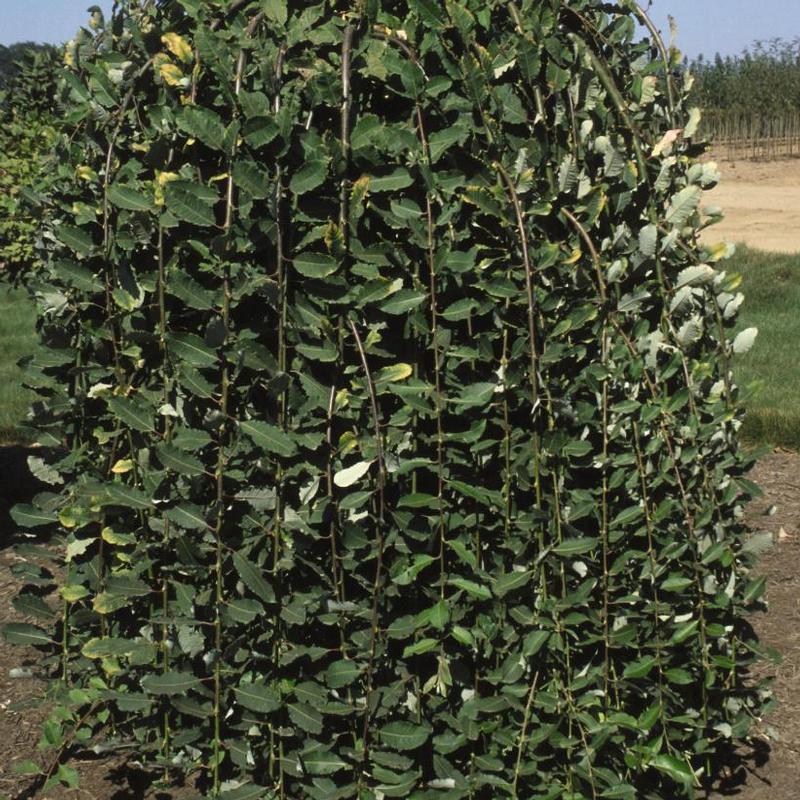 Salix caprea 'Pendula' Weeping Pussy Willow from Antheia Gardens