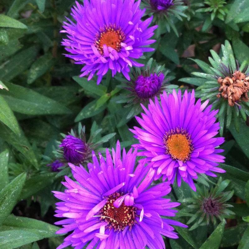 Aster novaeangliae 'Purple Dome' New England Aster from Antheia Gardens