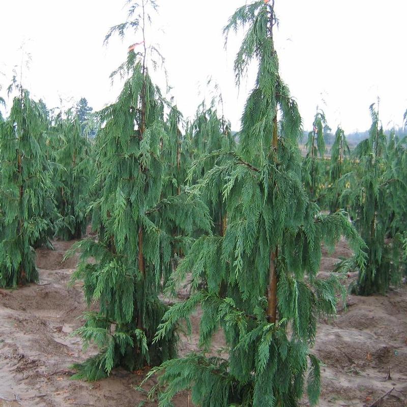 Chamaecyparis nootkatensis 'Glauca Pendula' Weeping Cypress from