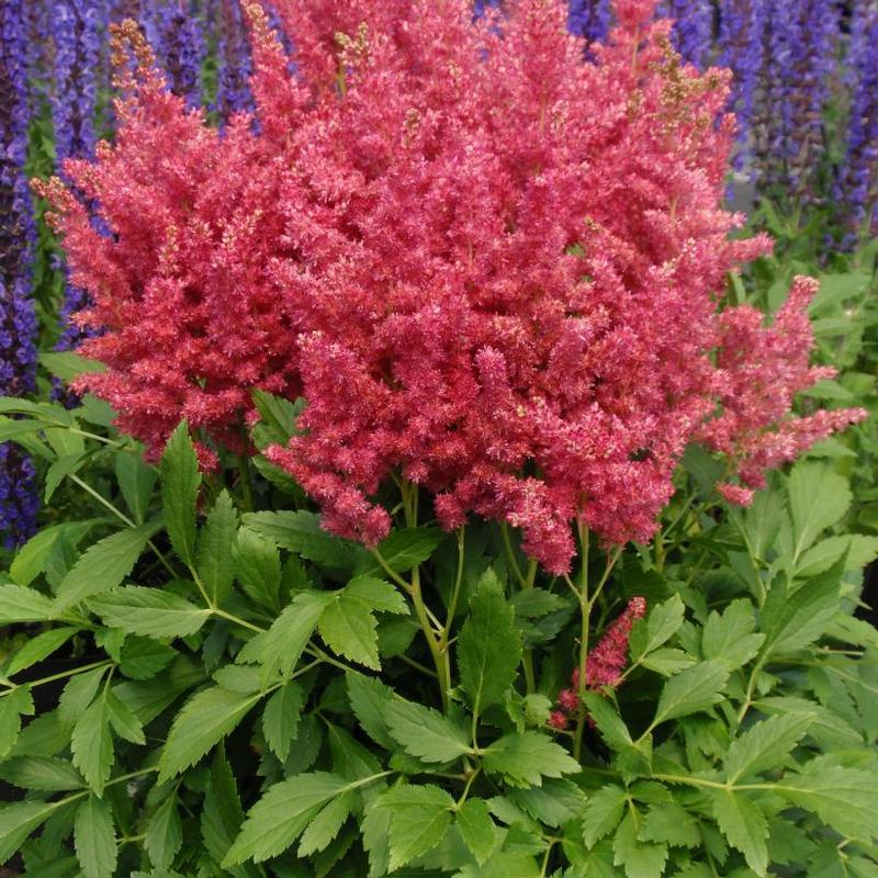Astilbe x 'Fireberry' False Spirea from Antheia Gardens