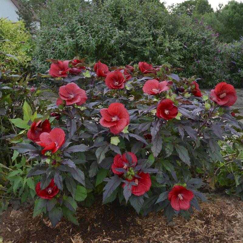 Hibiscus x 'Midnight Marvel' Rose Mallow from Antheia Gardens