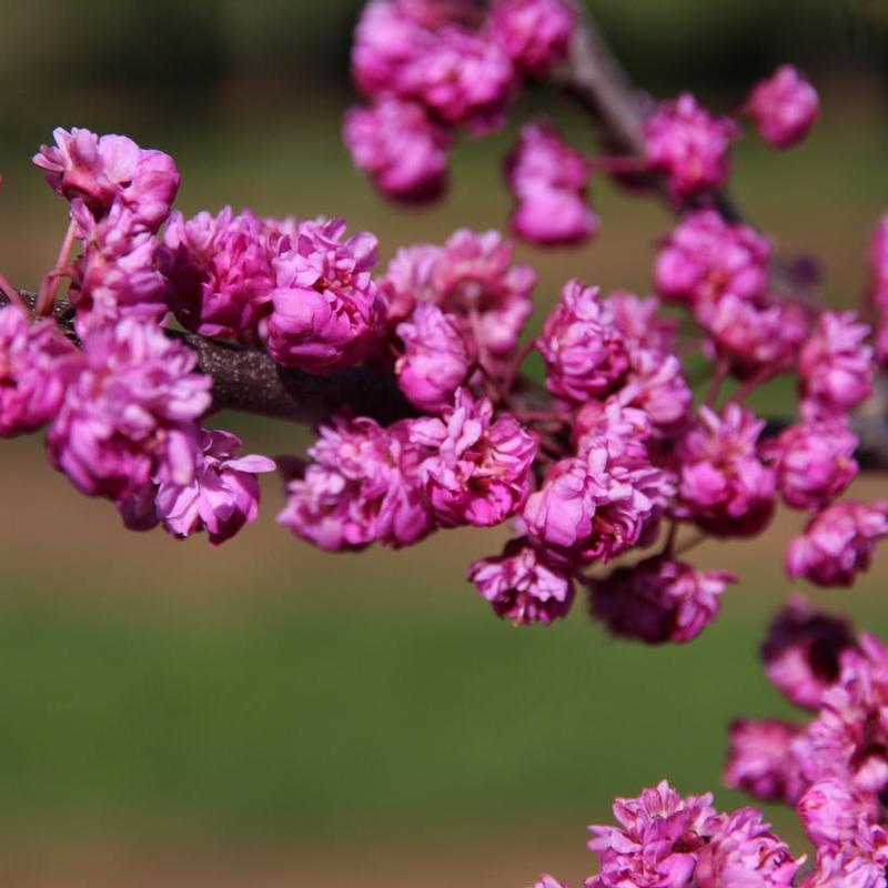Cercis canadensis 'Pink Pom Poms' Pink Pom Poms Redbud from Antheia Gardens