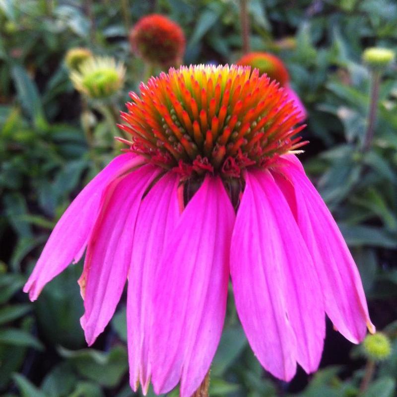 Echinacea purpurea 'Kim's Knee High' Kim's Knee High Coneflower from