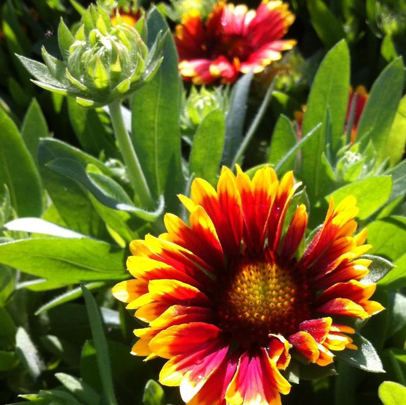 Gaillardia x grandiflora 'Kobold' Goblin Blanket Flower from Antheia