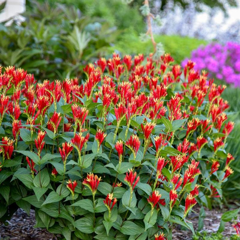Spigelia marilandica 'Little Redhead' Indian Pink from Antheia Gardens