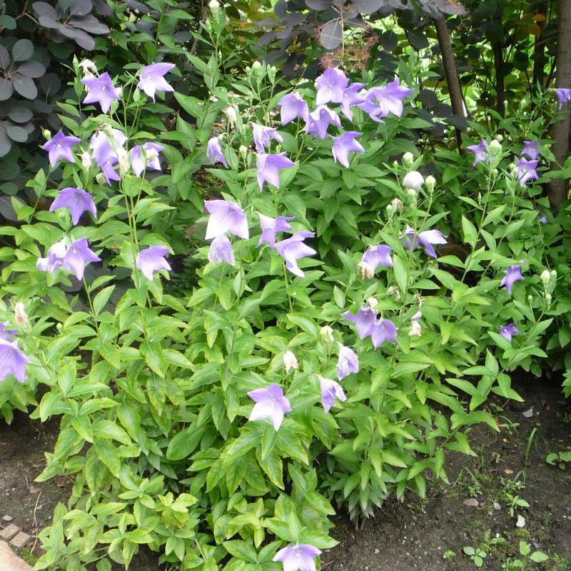 Platycodon grandiflorus 'Hakone Blue' Balloon Flower from Antheia Gardens