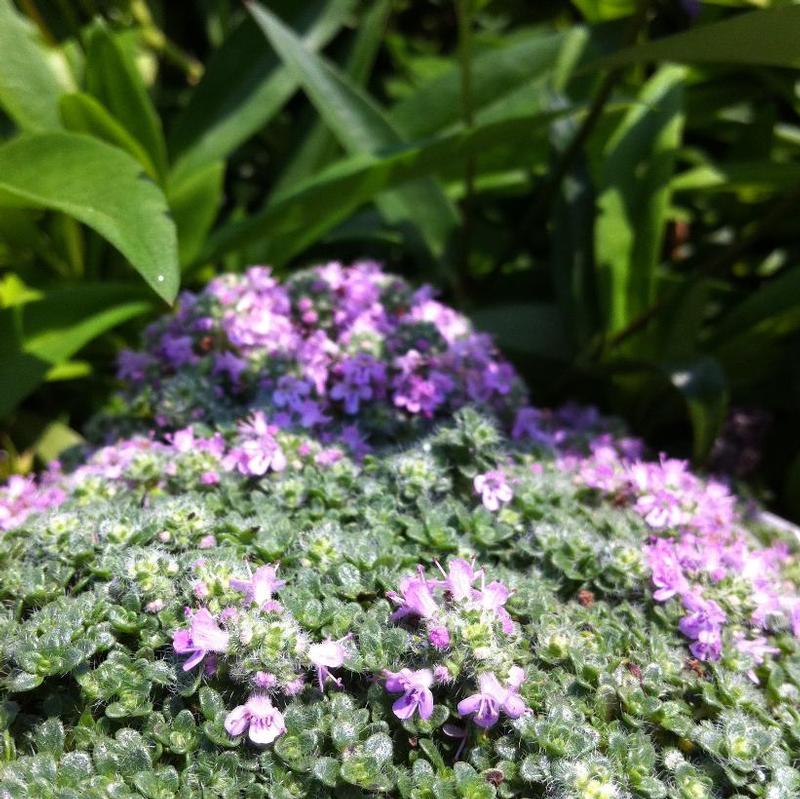 Thymus praecox 'Elfin' Thyme from Antheia Gardens