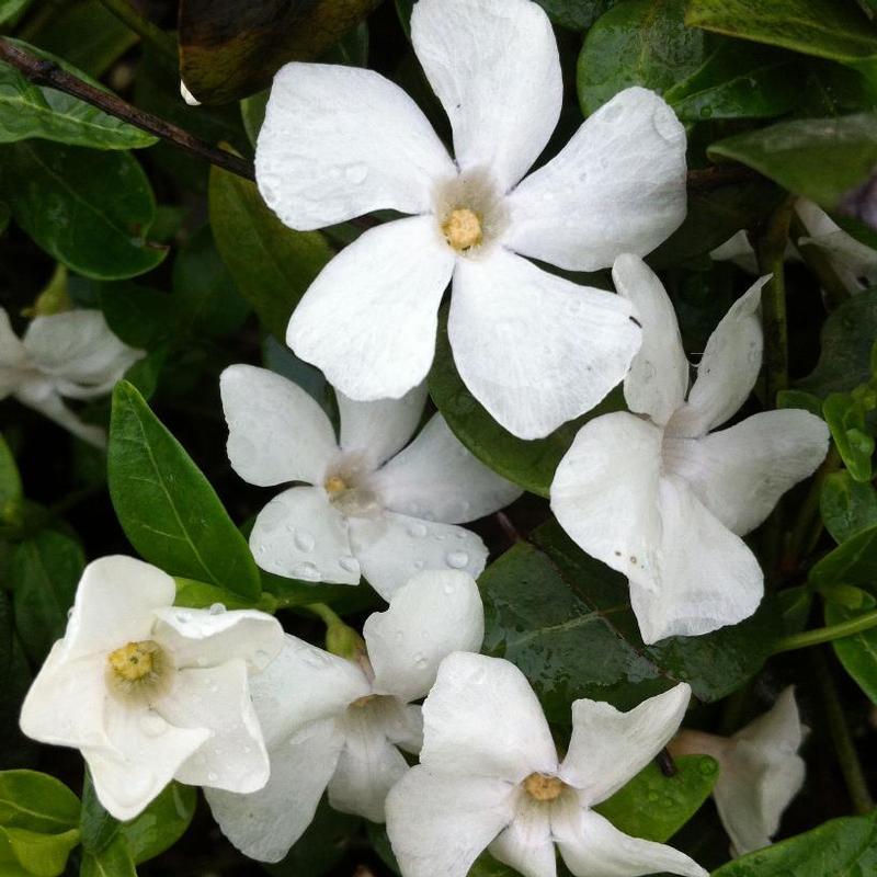 Vinca minor 'Alba' Periwinkle from Antheia Gardens