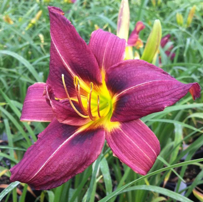 Hemerocallis 'Little Wine Cup' Daylily from Antheia Gardens