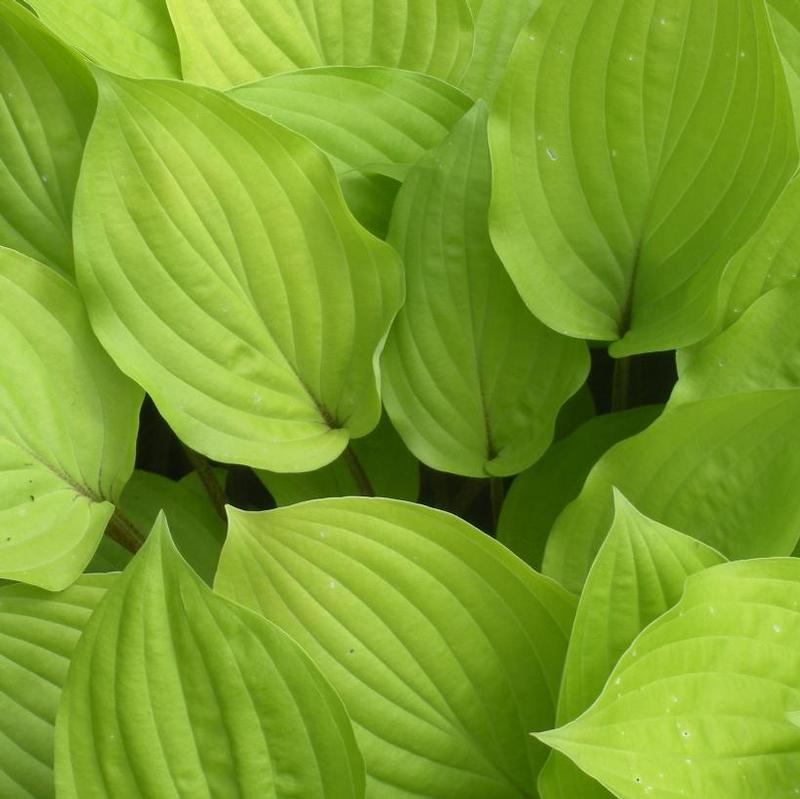 Hosta 'Fire Island' Plantain Lily from Antheia Gardens