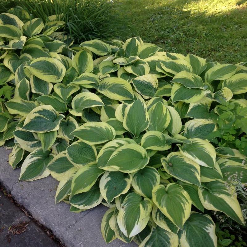 Hosta 'Wide Brim' Plantain Lily from Antheia Gardens