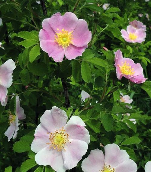 Rosa blanda Meadow Rose from Antheia Gardens
