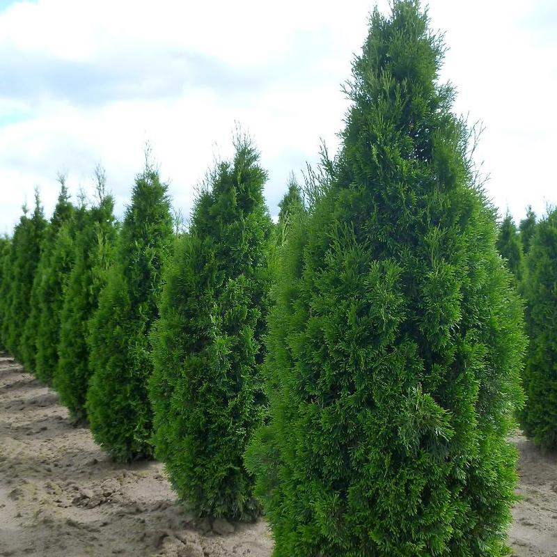 BELL NURSERY Emerald Green Arborvitae (Thuja) Live Evergreen Shrub