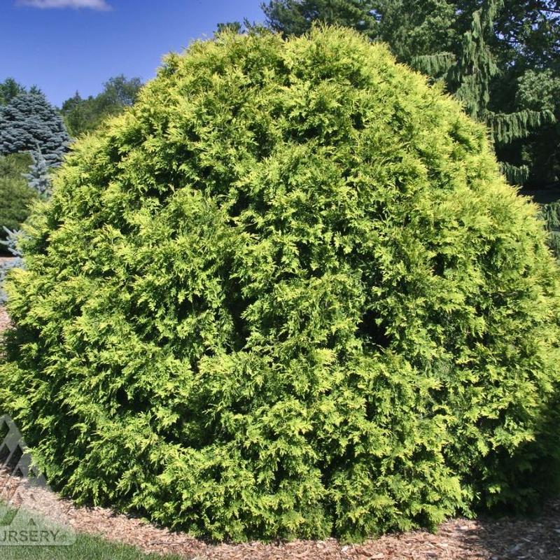Thuja occidentalis 'Golden Globe' Golden Globe Cedar from Antheia Gardens