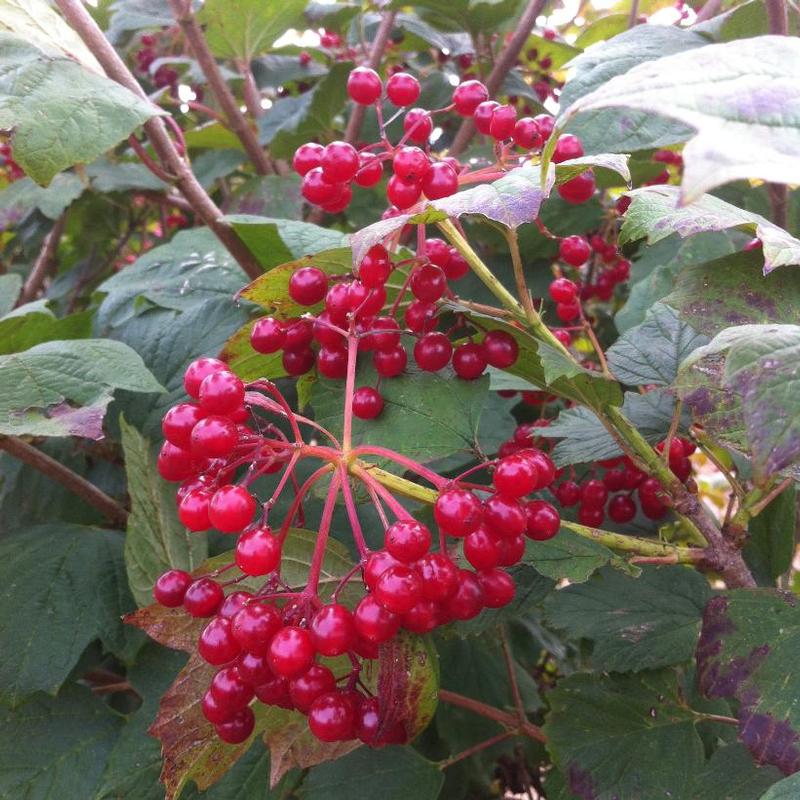 Viburnum trilobum Highbush Cranberry from Antheia Gardens