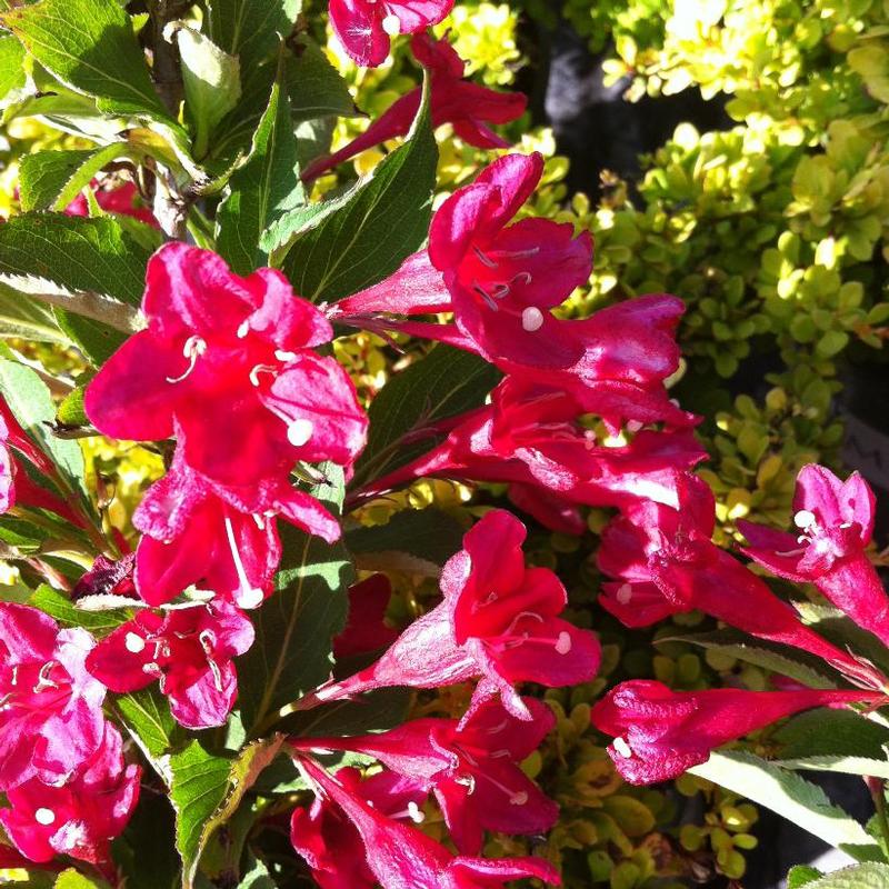 Weigela florida 'Red Prince' Red Prince Weigela from Antheia Gardens