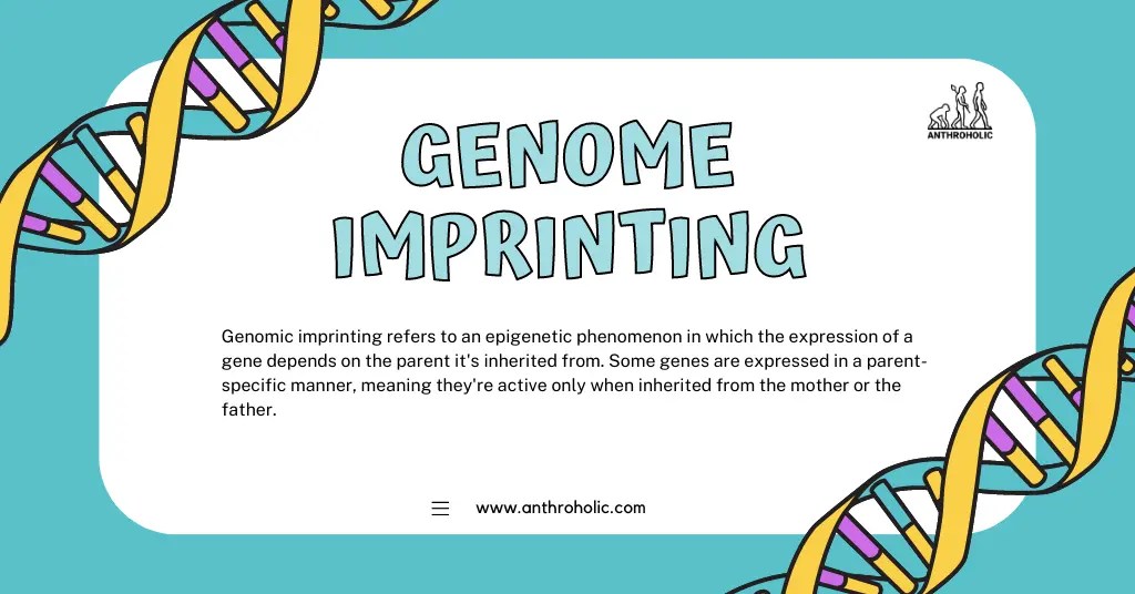 What is Genome Imprinting? Anthroholic