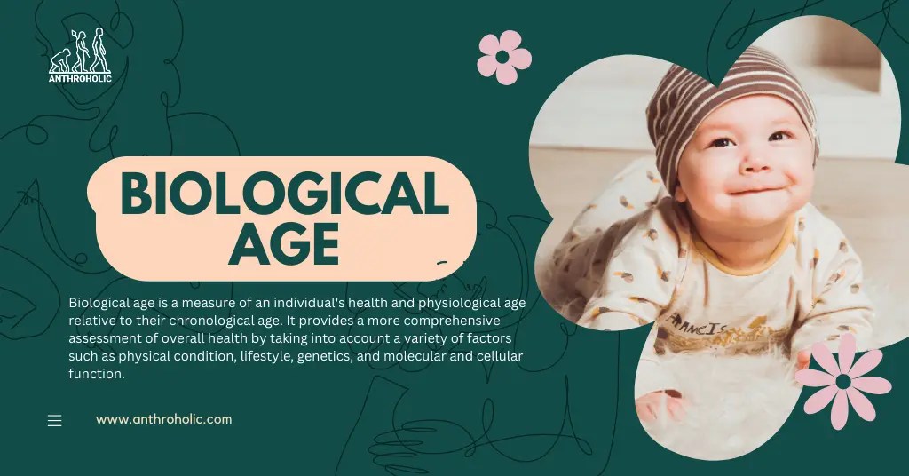 Concept of Biological Age Anthroholic