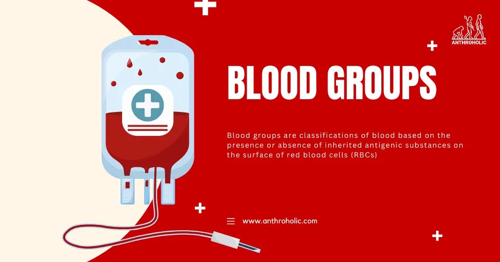 Blood Groups Anthroholic