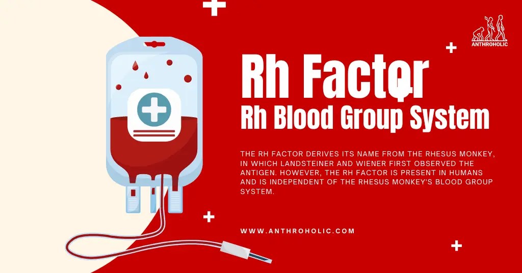 Rh Factor or Rh Blood Group System Anthroholic