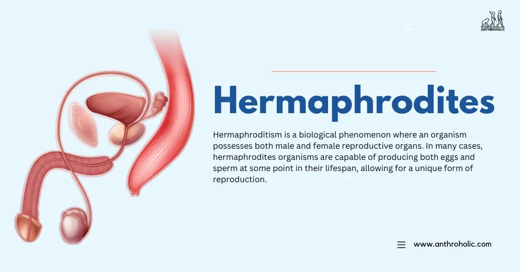 What is Hermaphrodites? Anthroholic