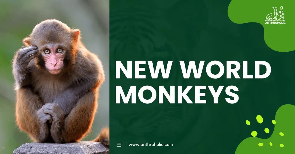 New World Monkeys in Primatology Anthroholic