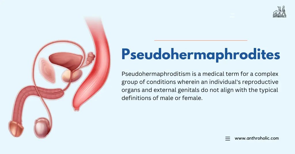 What is Pseudohermaphrodites? Anthroholic