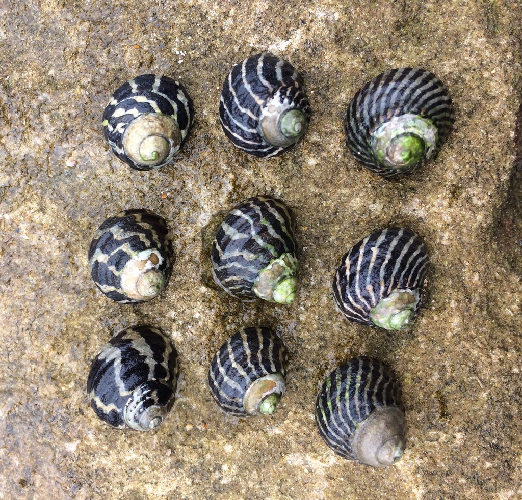 Australian Zebra Snails found on Fort James Beach Antigua News Room