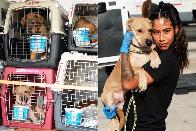 Dogs & Cats of Antigua rescue flight transported 29 dogs from Antigua