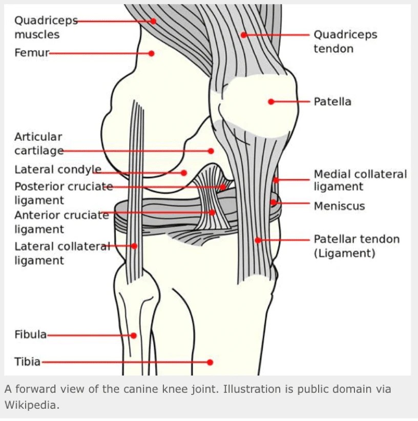 Knee Problems in Dogs Antinol Australia