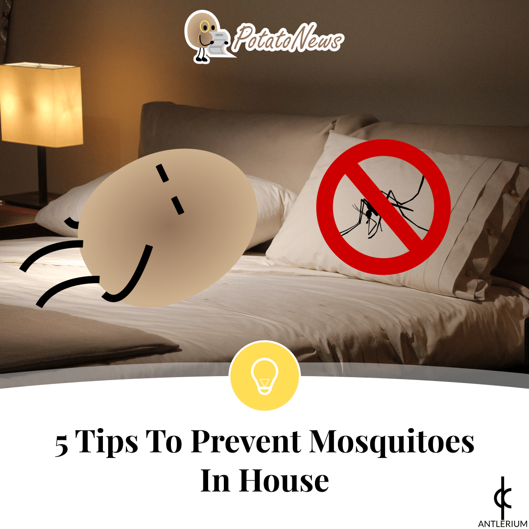 5 Tips To Prevent Mosquitoes In House Antlerium