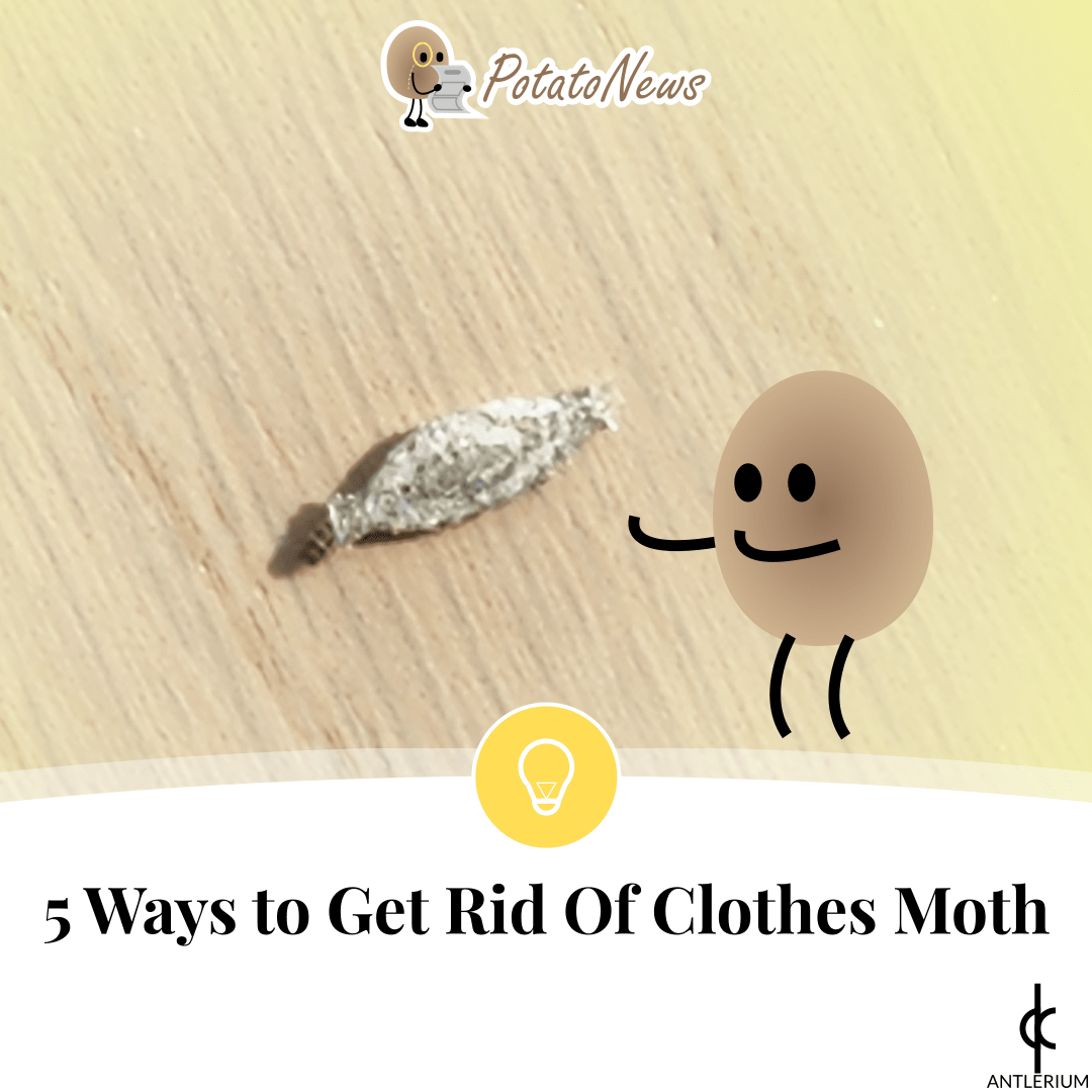 5 Ways to Get Rid Of Clothes Moth Antlerium