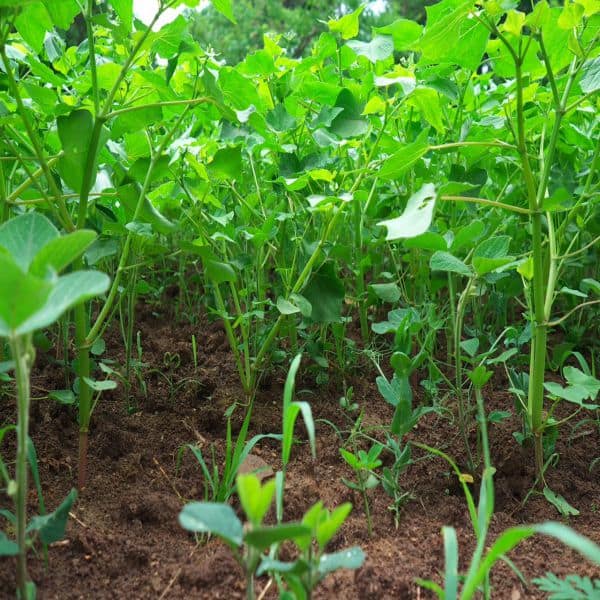 Red Zone Antler King