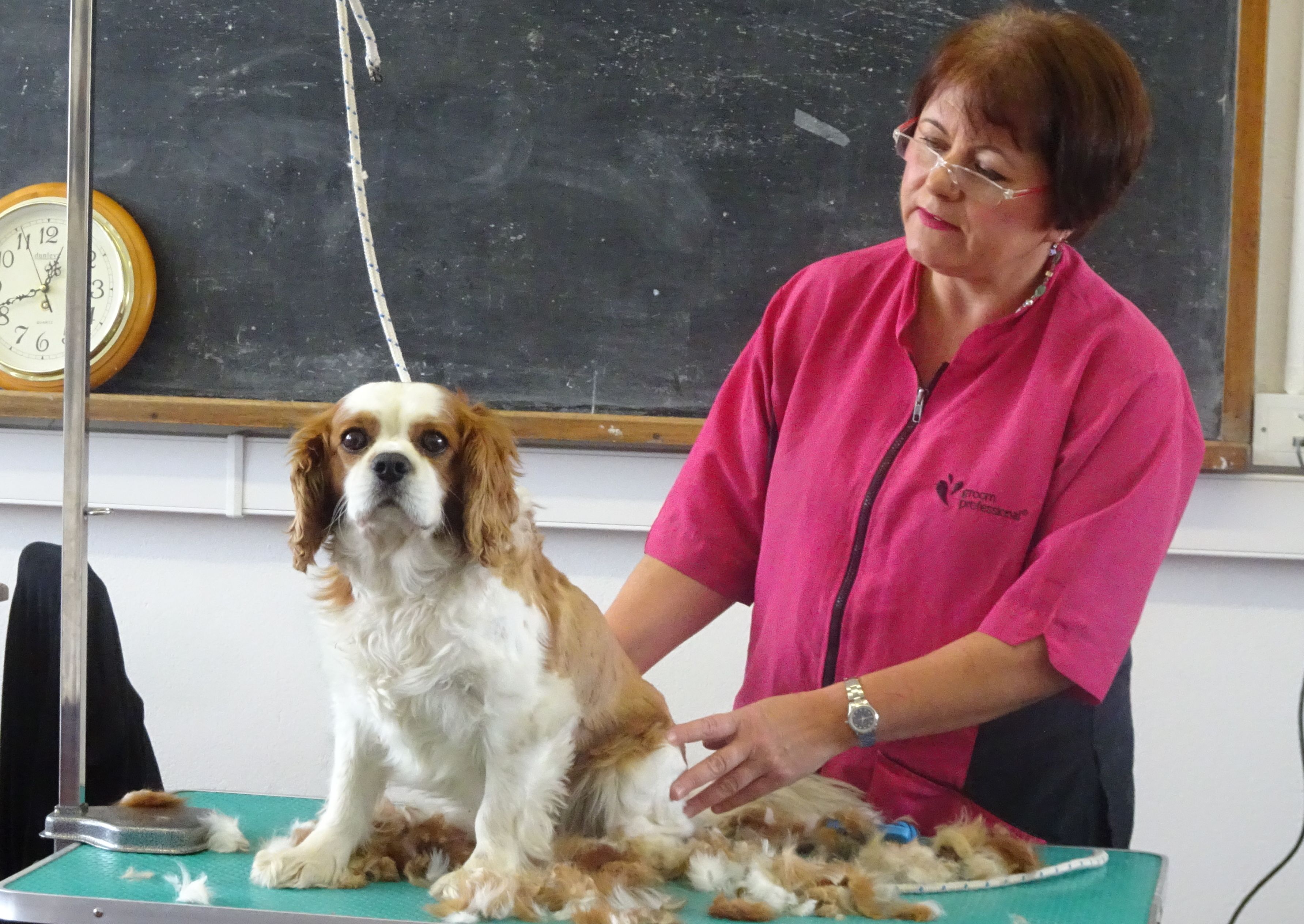 Animal Grooming An Tóchar Further Education & Training Centre