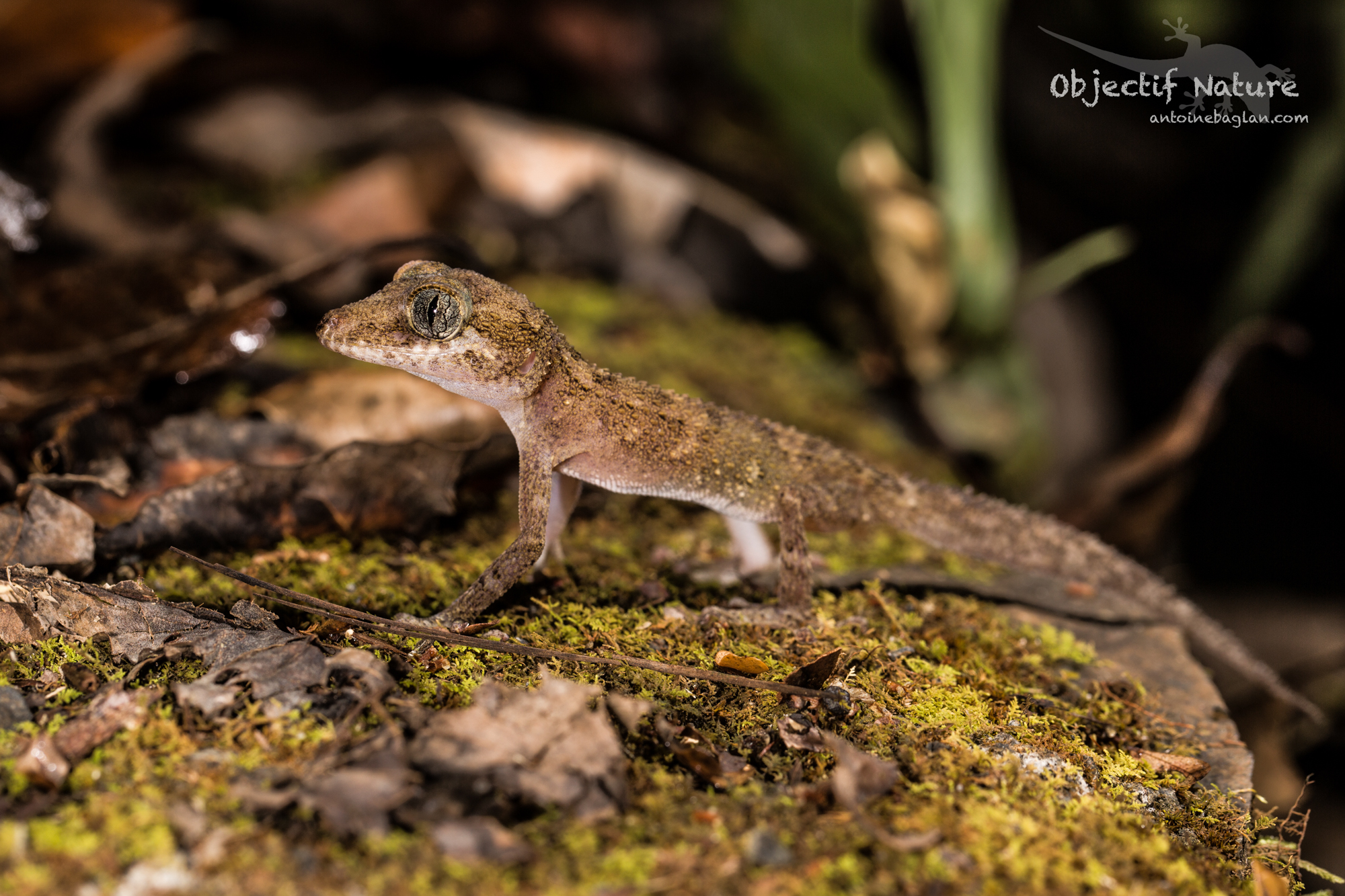 Geckos nocturnes Objectif Nature
