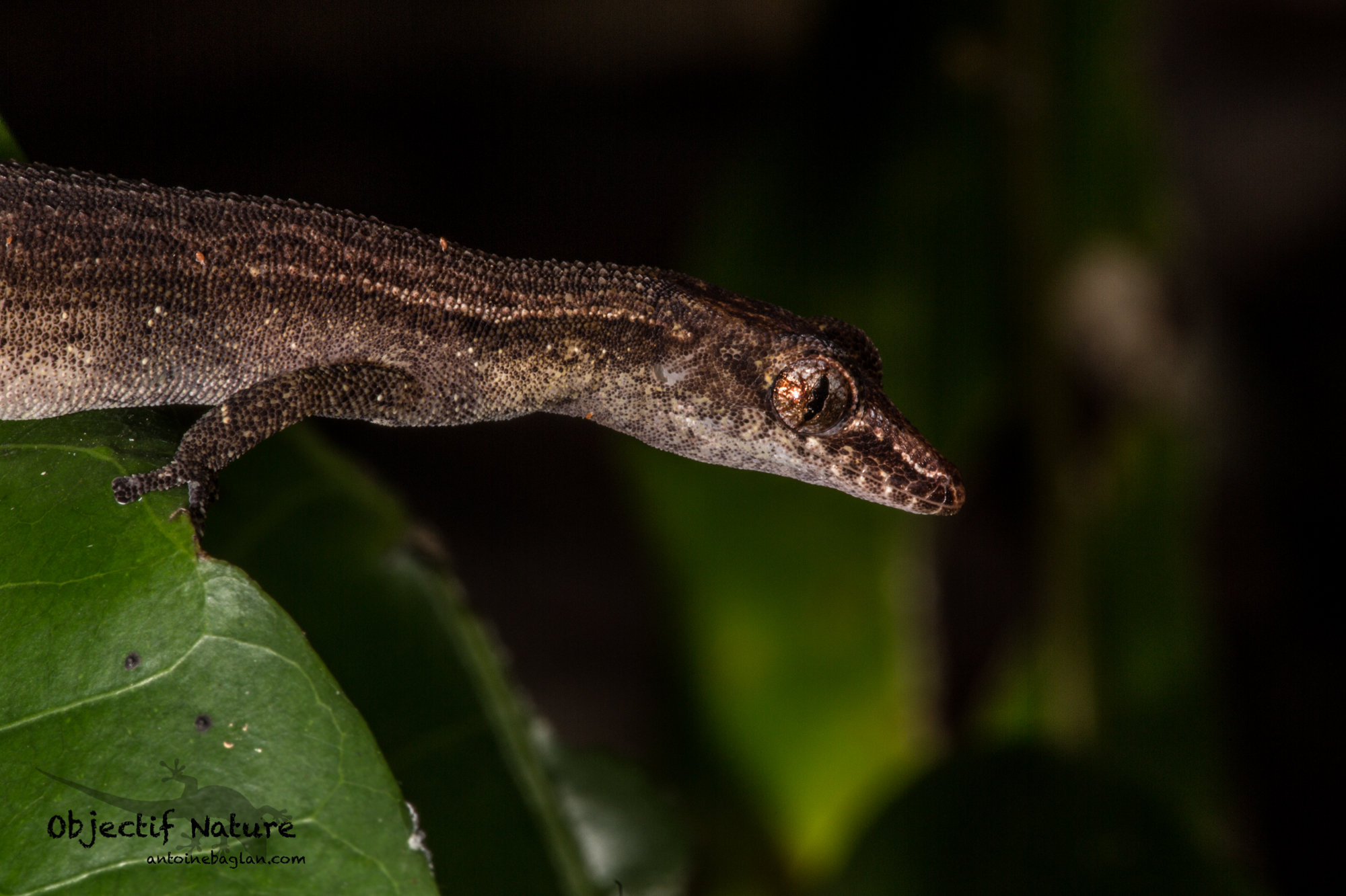 Geckos nocturnes Objectif Nature