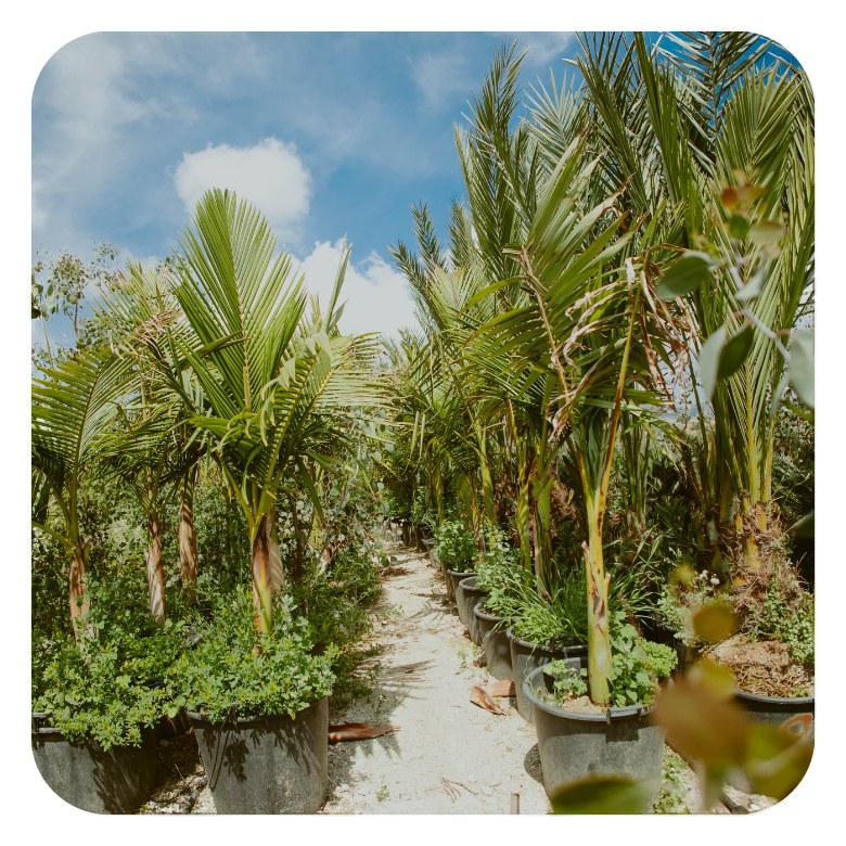 Palms Antoniou Plantations