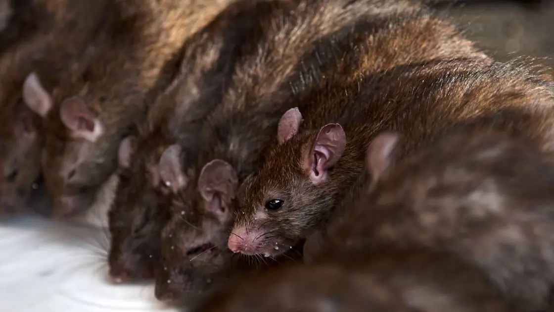 How Does Pest Control Get Rid of Rats? A.N.T. Pest Control