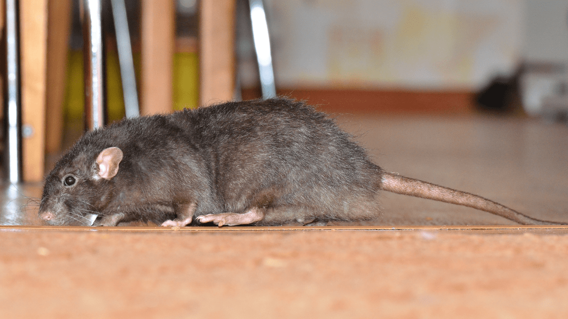 The Typical Cost of Rat Exterminator A.N.T. Pest Control