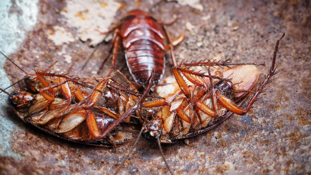 American Cockroaches Do American Roaches Infest Homes?