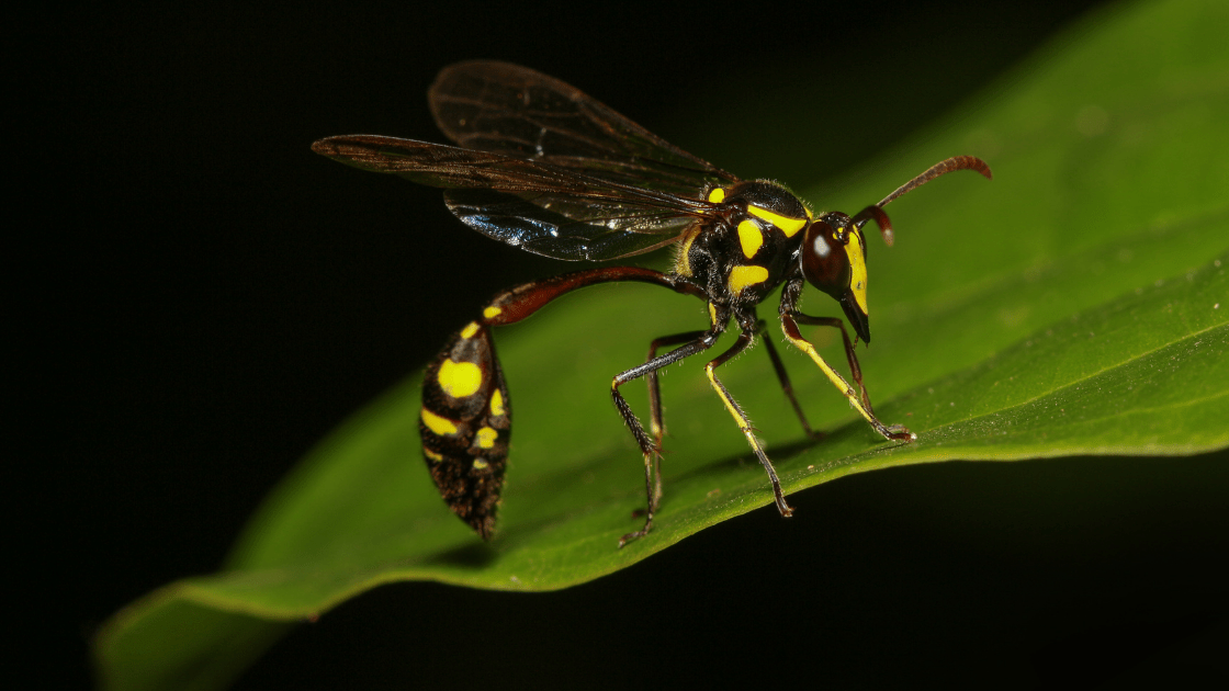 Can Mud Dauber Wasps Sting? A.N.T. Pest Control