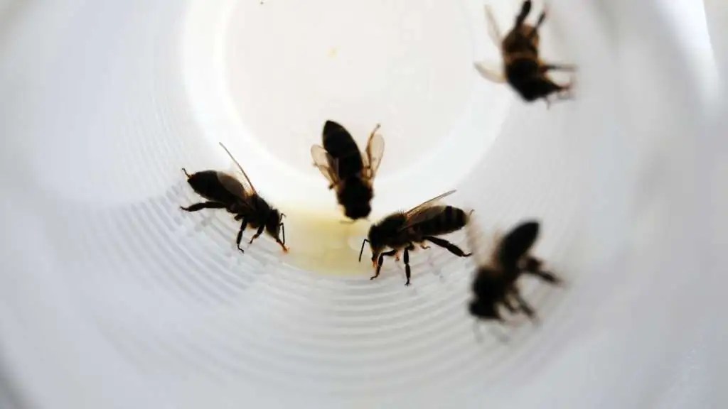 How To Get Rid Cicada Killer Wasps Naturally A.N.T. Pest Control