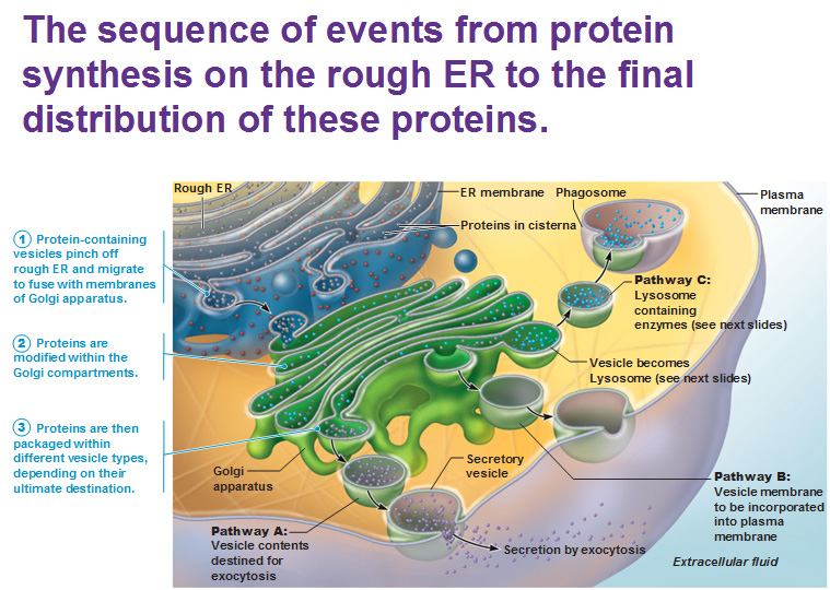 The building blocks of cells