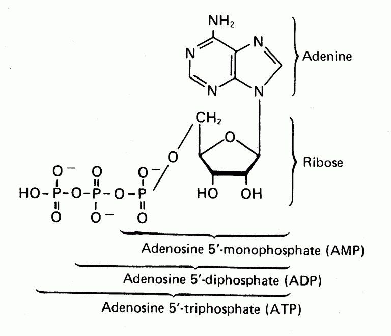 Organic Compound 4 Nucleic Acids