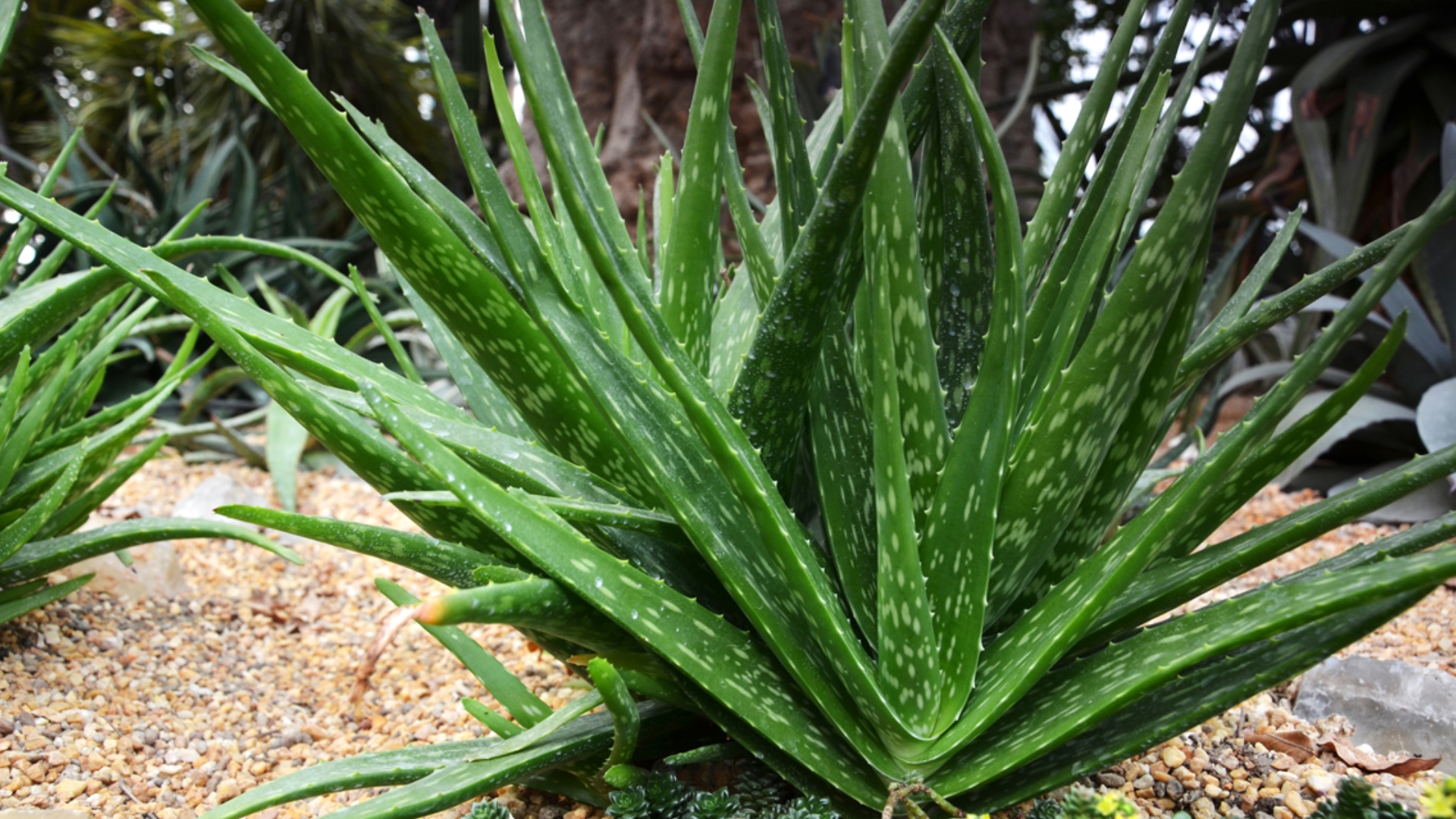 Aloe vera Sistematica, Etimologia, Habitat, Coltivazione